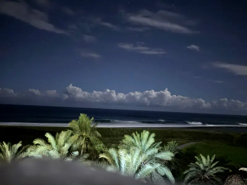 夜晚的海岸線與棕櫚樹